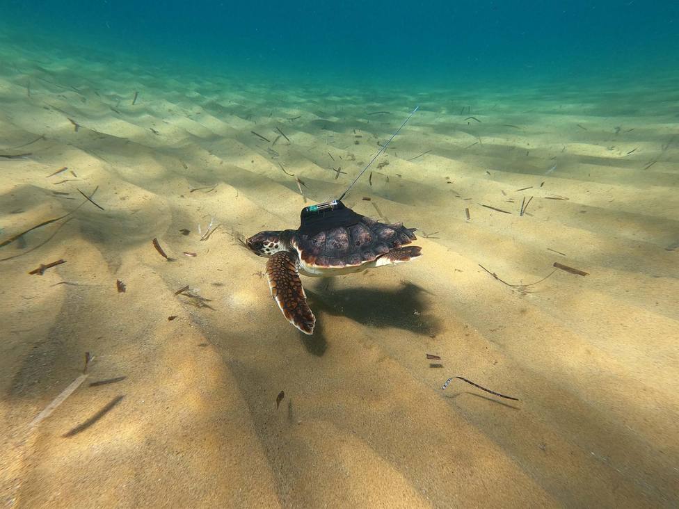 Liberan once de las tortugas nacidas en Calblanque tras un año en cautividad
