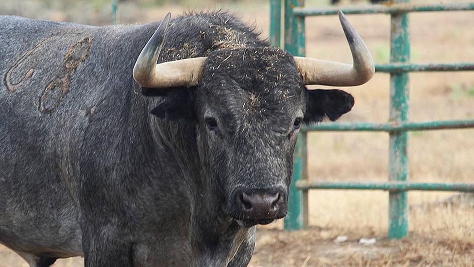 Uno de los toros de Victorino Martín reseñados para la Feria Real de Algeciras