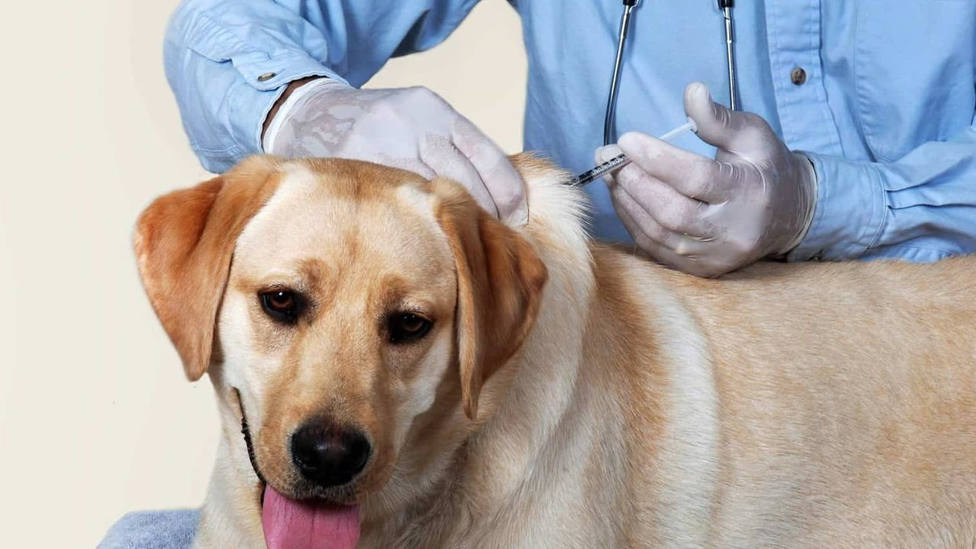 España se encuentra en alto riesgo de sufrir un brote de rabia porque no se vacunan a los perros