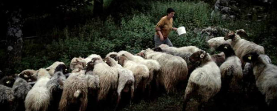 Escuela de pastores de Madrid