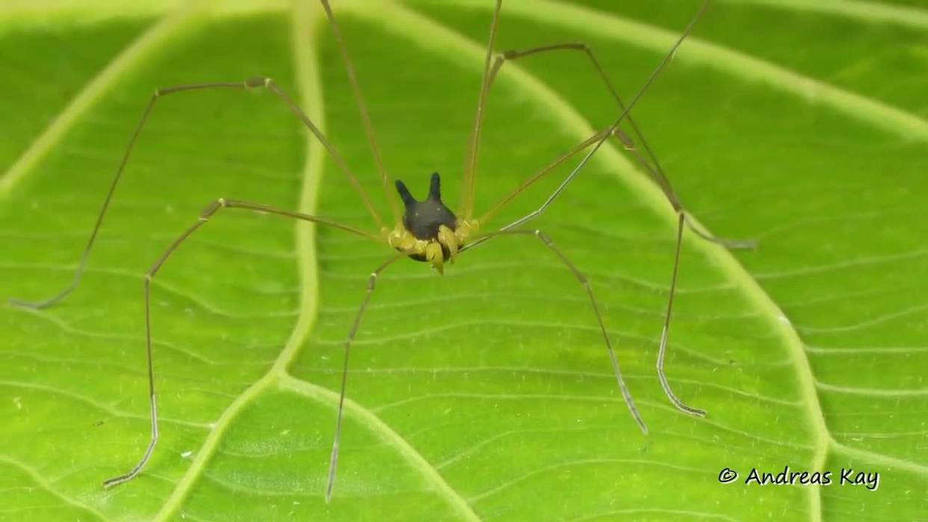 La alarmante “araña” con cabeza de perro encontrada en la selva
