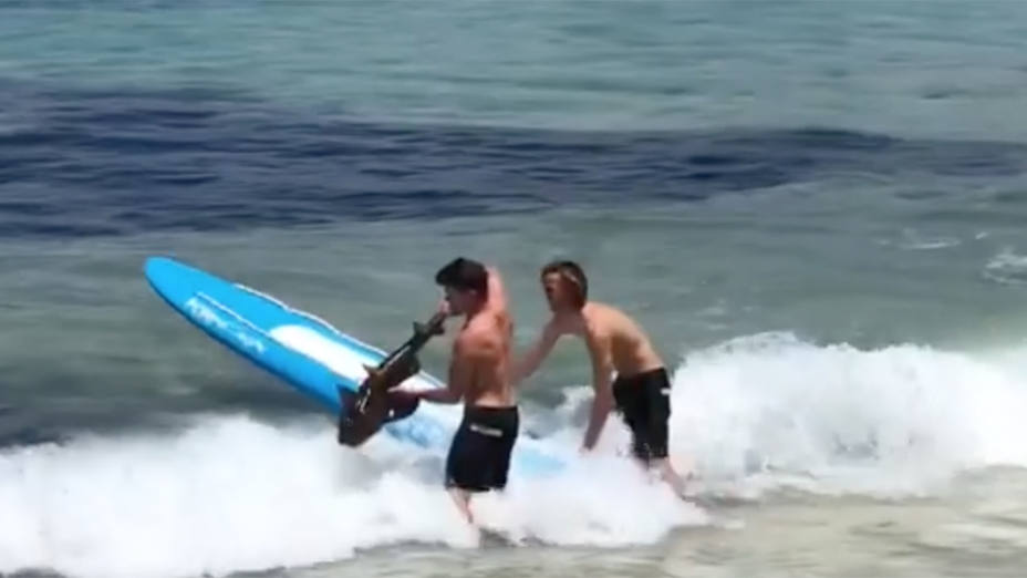 Surferos rescatan a una cría de tiburón