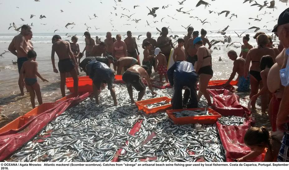 Oceana advierte al Parlamento europeo de que los cierres de emergencia de las pesquerías son la solución a la sobrepesca