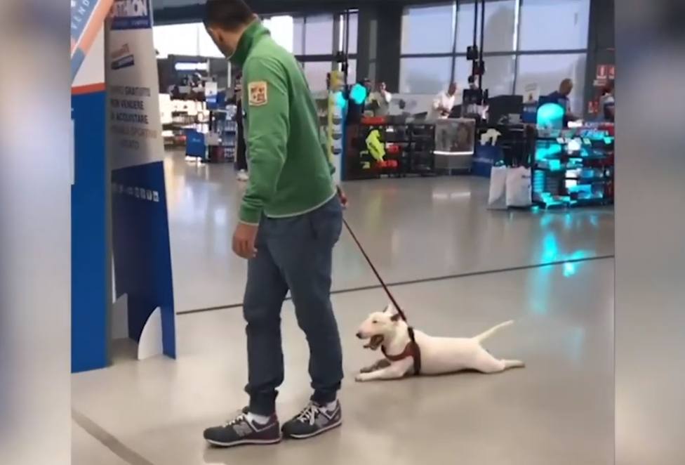 Un perro se niega a pasear y su desesperante reacción sorprende a todos
