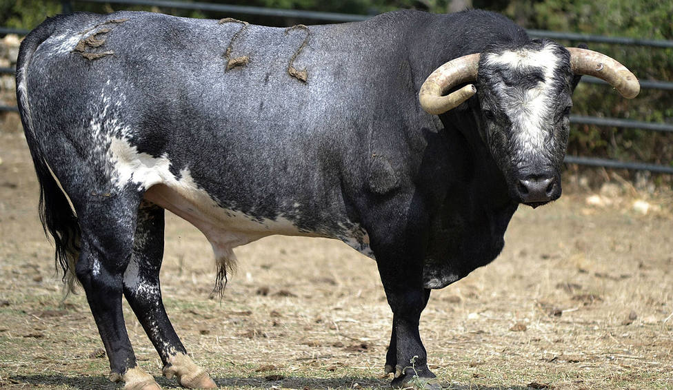 Uno de los toros de La Quinta reseñados para Jaén