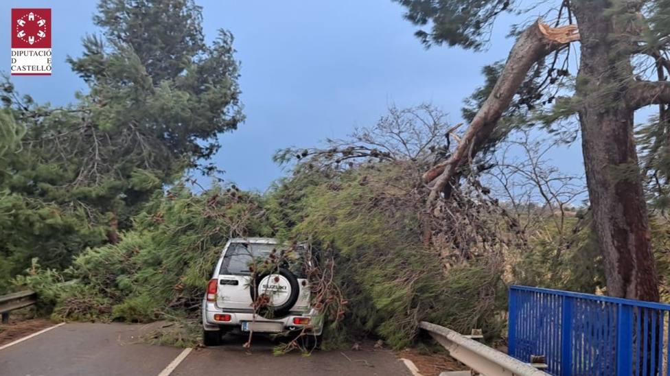 El viento ha hecho caer un pino sobre un vehículo cuya conductora ha salido ilesa en Nules