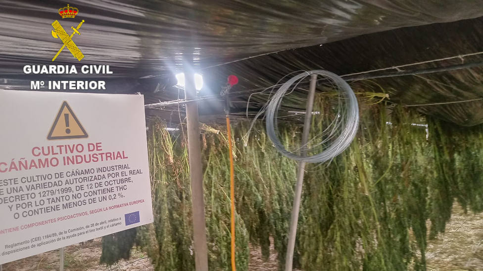 Investigan al propietario de dos invernaderos que cultivaba marihuana como cáñamo industrial
