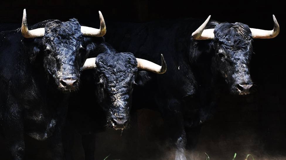 Tres de los toros de Victorino Martín que se lidiaron el pasado año en la Feria de Cali