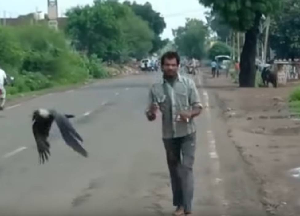 Un hombre denuncia ser perseguido y agredido por una bandada de cuervos desde hace tres años
