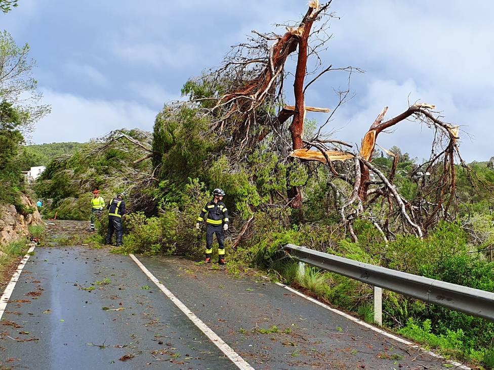 El temporal provoca la caída de 200 árboles en una carretera de Ibiza