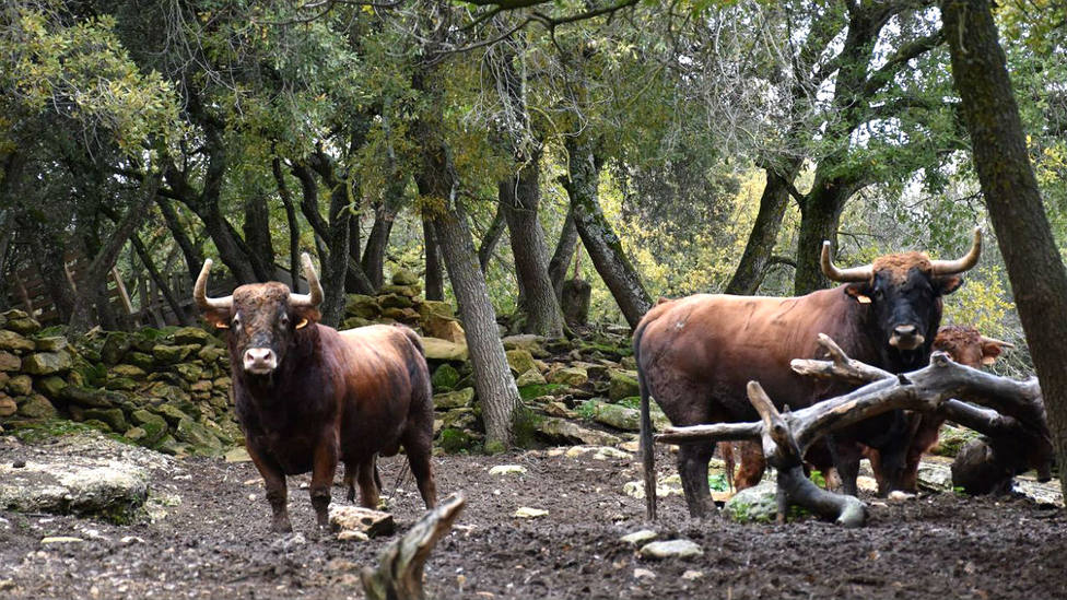 Dos de los toros de Reta de Casta Navarra que no podrán lidiarse este 2020 en Ceret