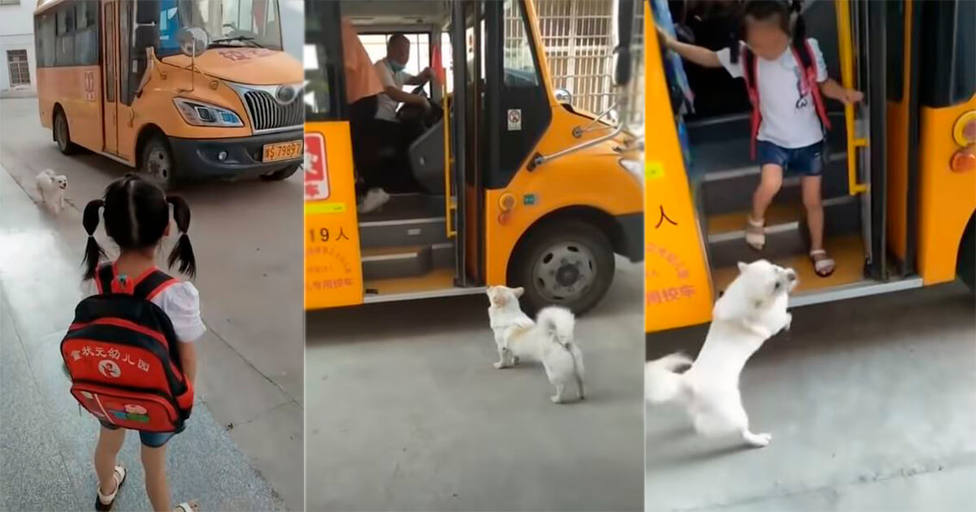 Un perro persigue todos los días al autobús y la verdadera razón rompe el corazón de todos