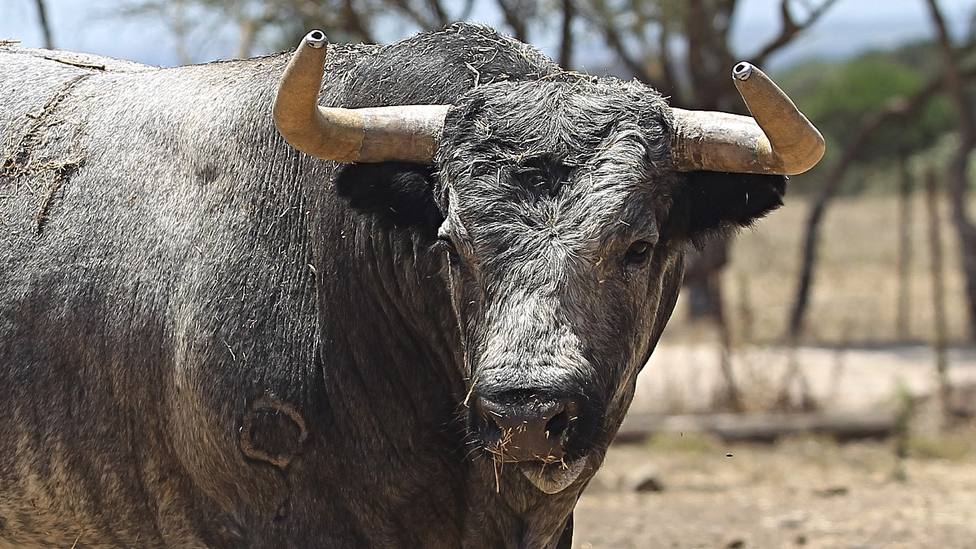 Uno de los toros de Rehuelga reseñados para la Feria de San Julián de Cuenca
