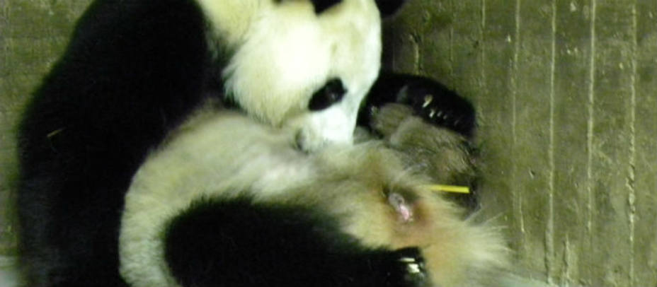 La mamá panda Hua Zui Ba con el recién nacido. Zoo de Madrid