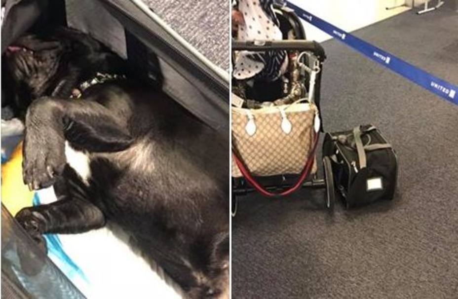 Muere un perro en un avión tras ser obligado a ir en el compartimento superior