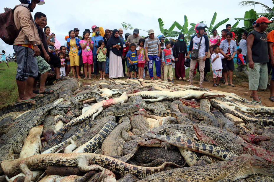 Matan 292 cocodrilos para vengar la muerte de un vecino en Indonesia