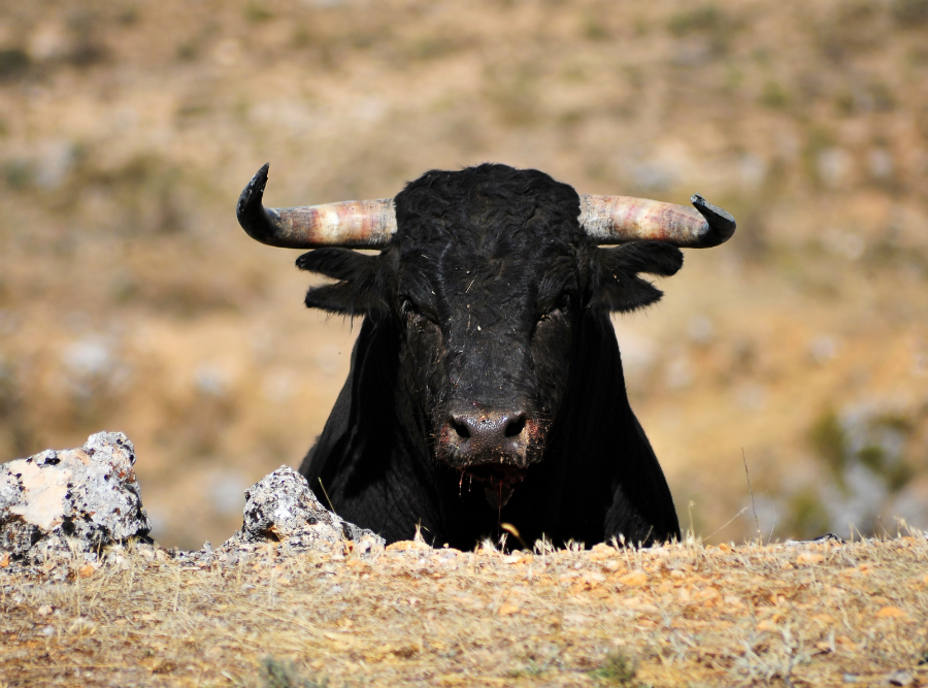 PETA pide prohibir refranes como “tomar al toro por los cuernos” porque fomentan la crueldad animal