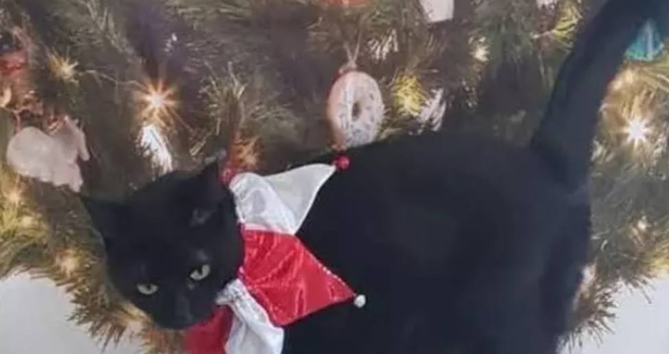 El curioso árbol de Navidad que sobrevive a las caricias de este felino