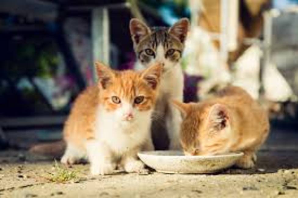 Gatos alimentados en las calles