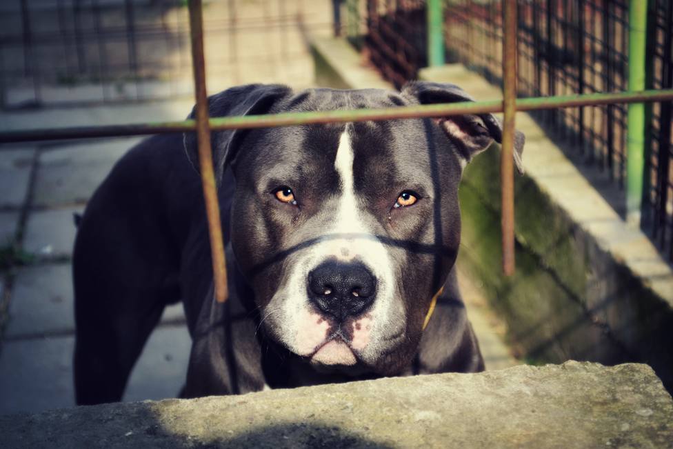 Foto de archivo de un perro encerrado en una perrera