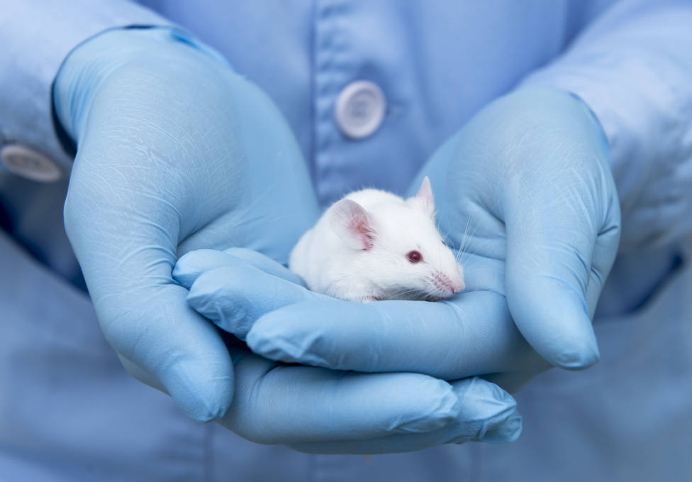 Un nuevo tratamiento elimina la enfermedad de Parkinson en ratones