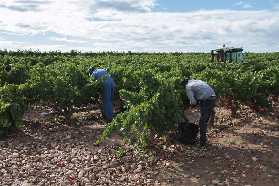 La Rioja entra de lleno en vendimia con cifras máximas diarias de recolección