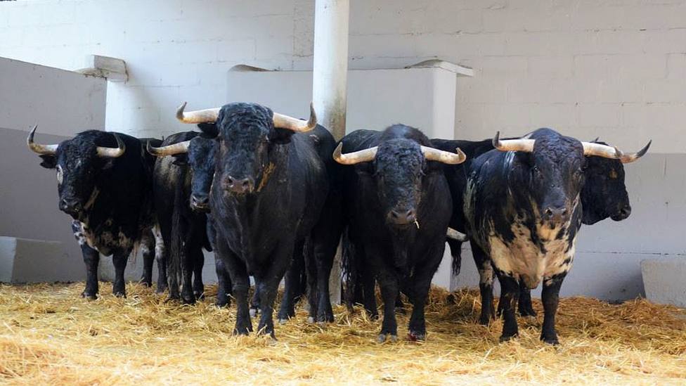 Los novillos de la ganadería de Pincha que se lidiarán en la Feria de Pamplona