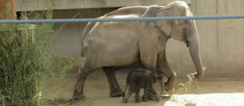 El pequeño elefante paseando junto a su madre en el Zoo de Madrid