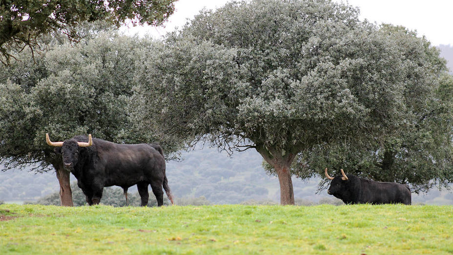 Dos toros bravos en plena dehesa del Campo Charro salmantino