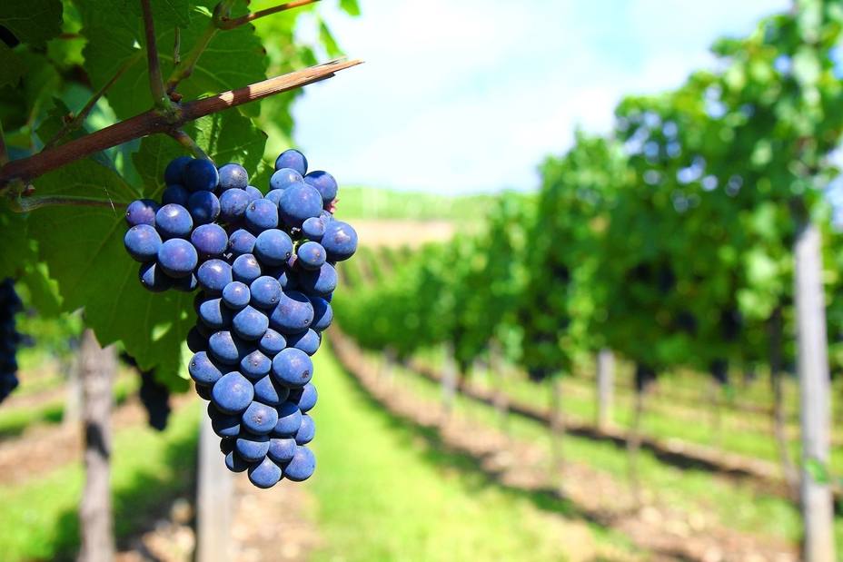 Fepex cree que la exportación de uva de mesa a China es una oportunidad única para diversificar mercados