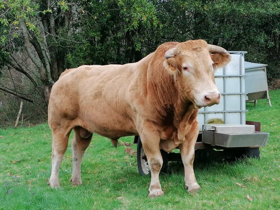 Foto de archivo de un toro en un campo de As Somozas