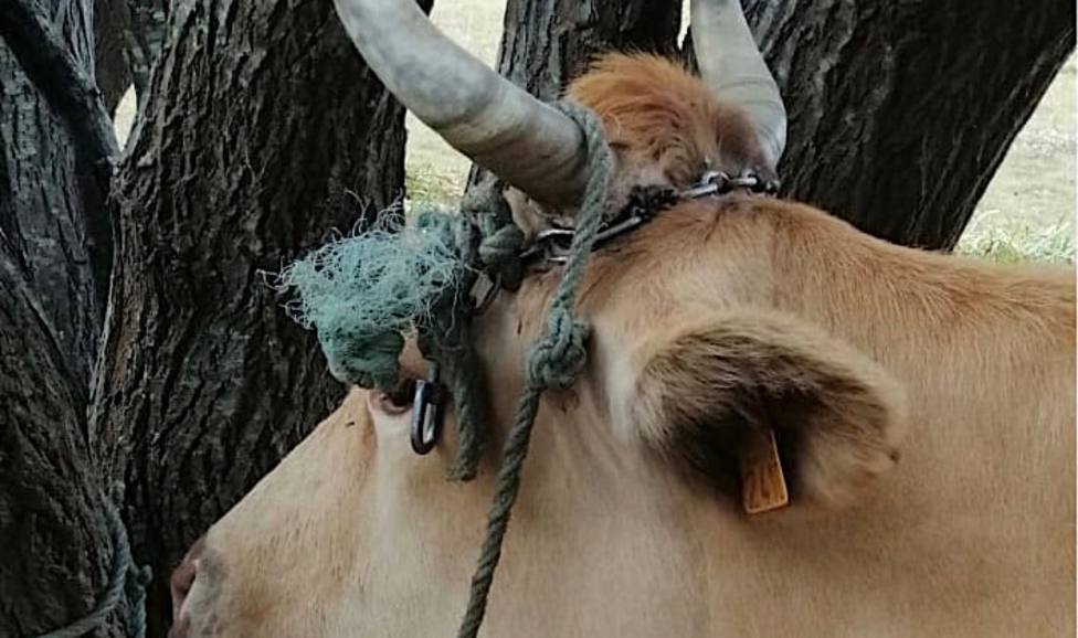 Una de las vacas de la explotación situada en Mugardos - FOTO: Iniciativa Dignidad Canina