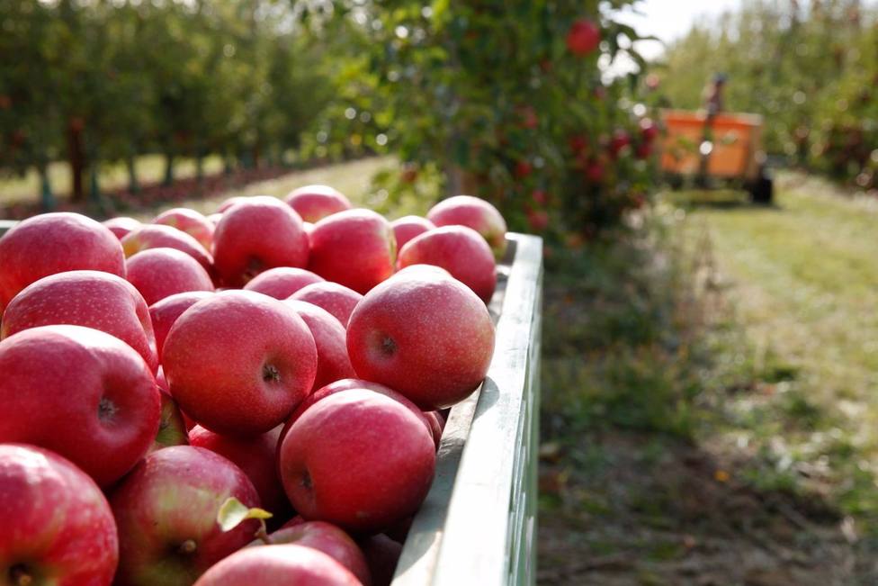 El nuevo beneficio de comer manzanas que convierte a esta fruta en un súper alimento