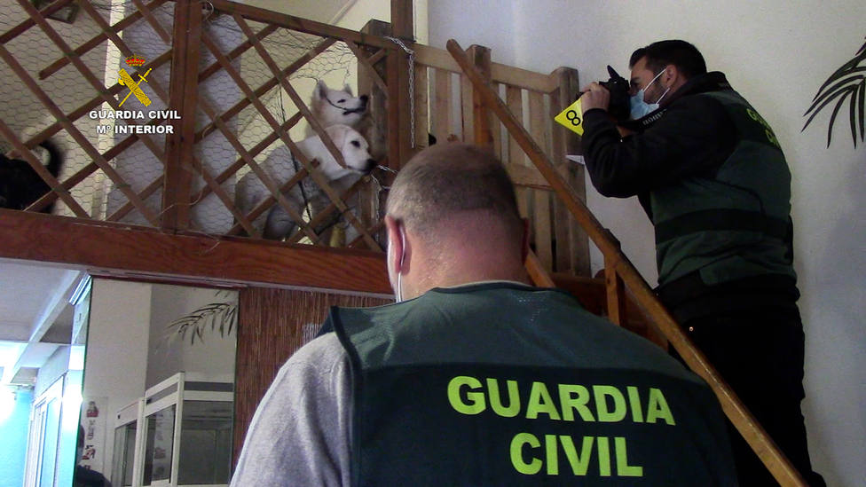 La Guardia Civil investiga a una empresa por la comercialización ilícita de animales domésticos