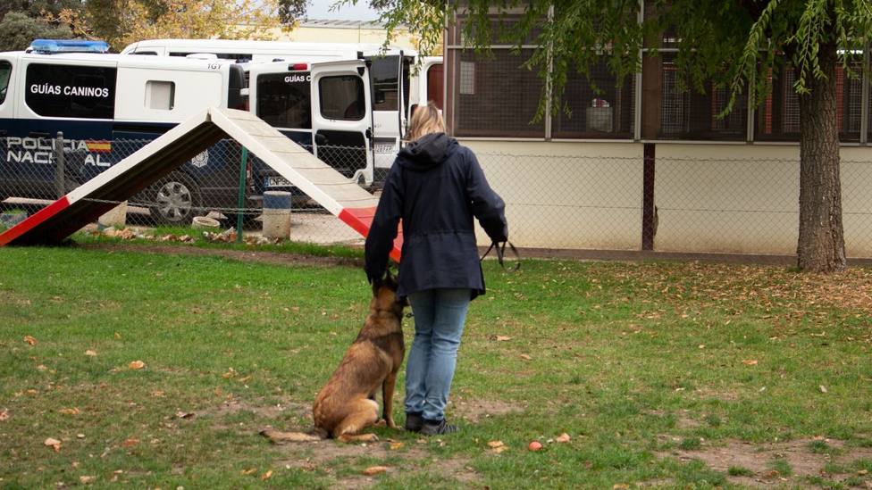 La vida de los perros policía: selección, servicio activo y búsqueda de una familia tras su jubilación