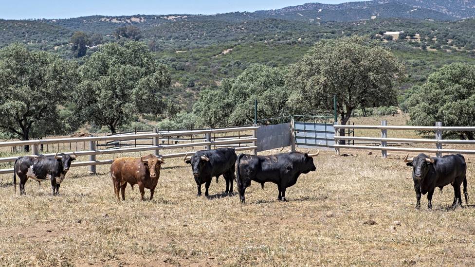 Varios toros de la ganadería jienense de Araúz de Robles sufriendo las consecuencias de la sequía