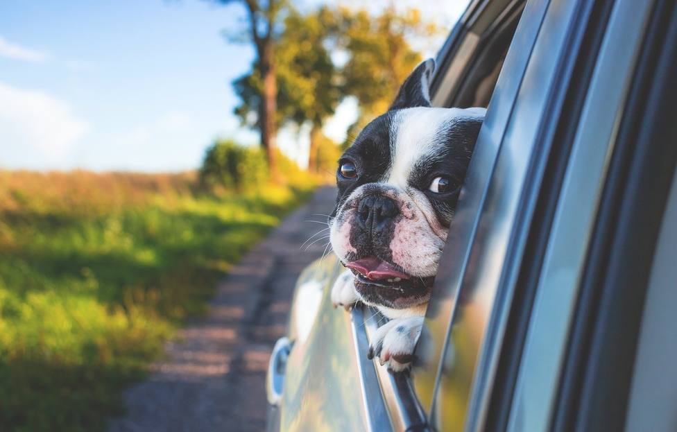 7 consejos para viajar placenteramente en coche con mascotas