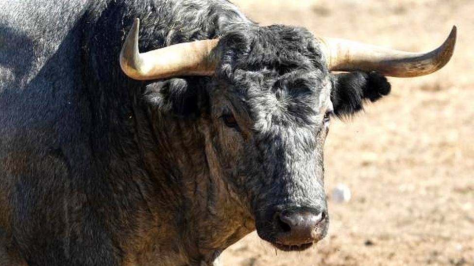 Uno de los toros de Victorino Martín reseñados para la Feria de Albacete