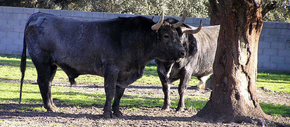 Los toros de José Escolar se lidiarán por primera vez en su historia en el coso pamplonés. S.N.