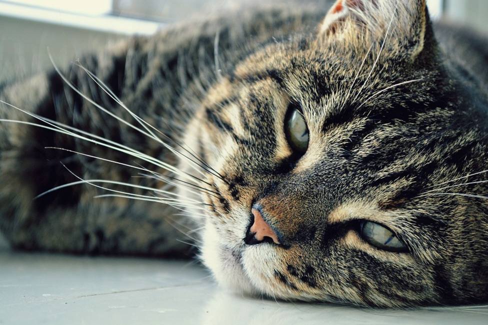 La heroica historia del gato que salvó a su dueña embarazada de morir de un ataque diabético