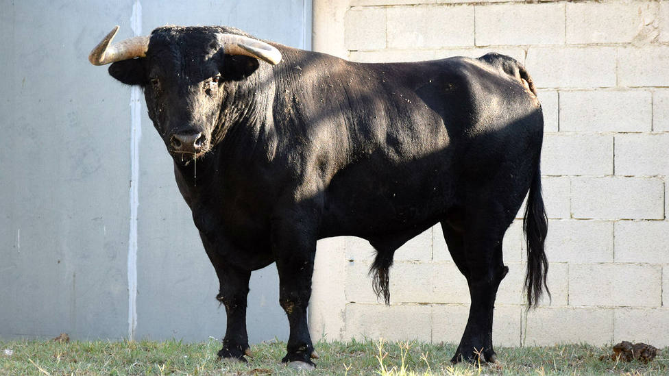 El toro de Núñez del Cuvillo para la Goyesca de Arles