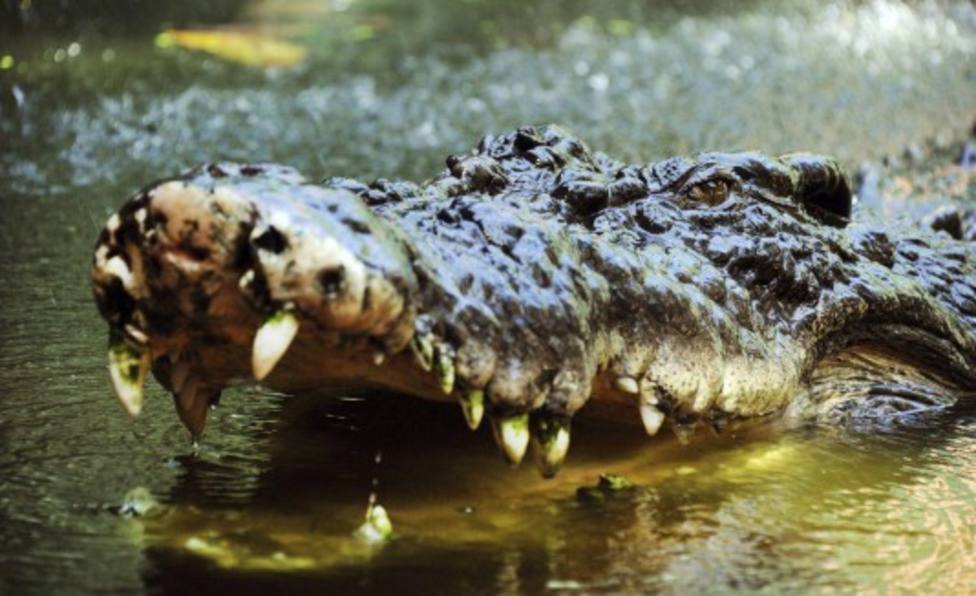 Detienen a un hombre en Galicia por intentar vender un cocodrilo en una web de segunda mano
