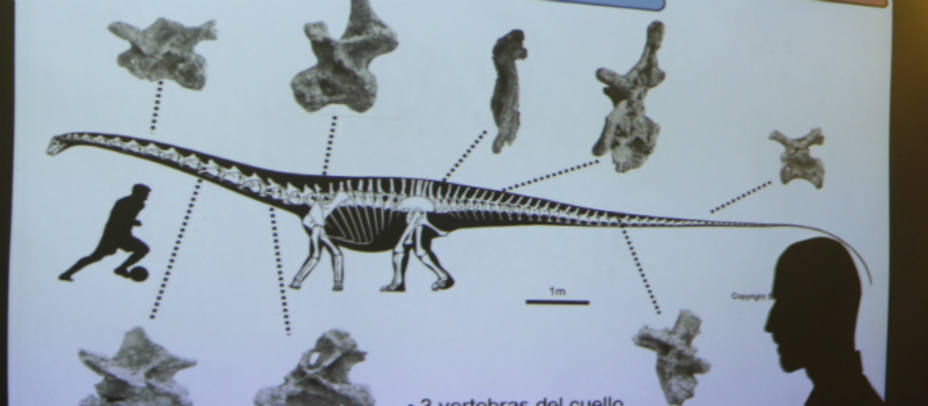 Muestra del dinosaurio encontrado en la Patagonia. REUTERS