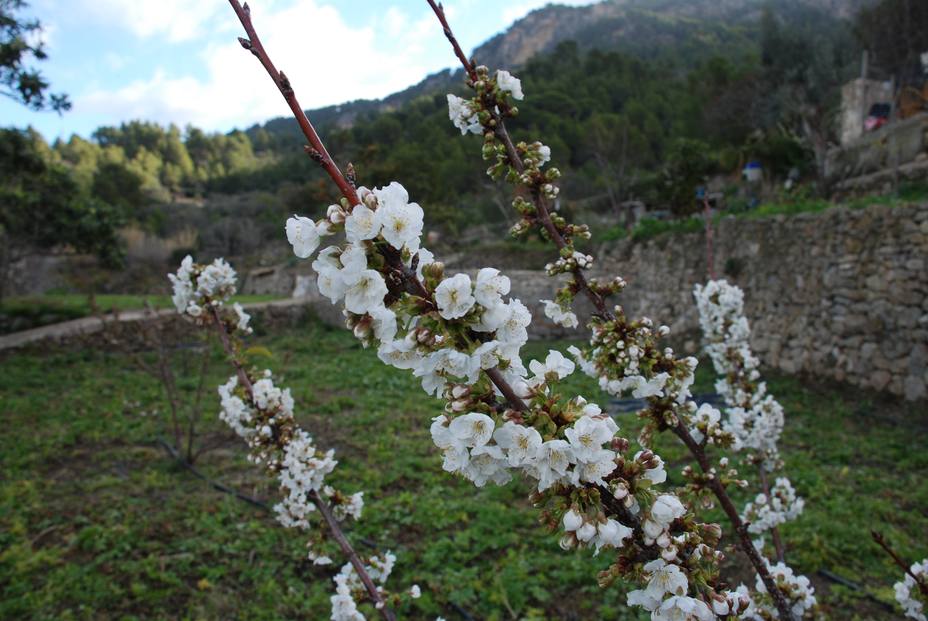 Reconocen oficialmente cinco variedades locales de cerezo de Mallorca