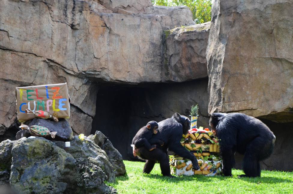 Coco, uno de los chimpancés de Bioparc Valencia en peligro de extinción, celebra su primer cumpleaños
