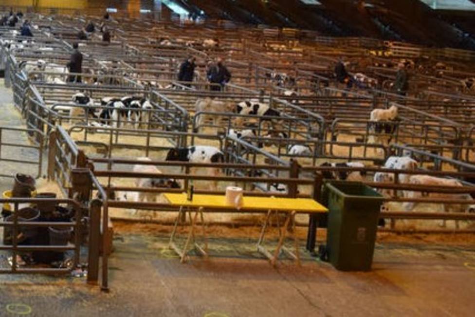 Retoma su actividad el mercado nacional de ganado de Castro