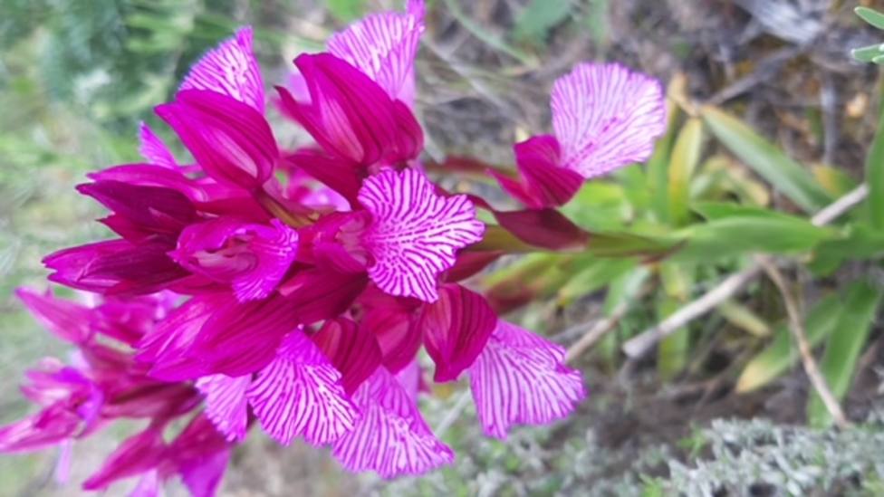 ctv-0by-orchis-papilionacea