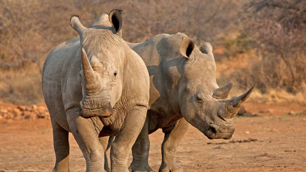 El motivo por el que se subasta una granja con 2.000 rinocerontes en Sudáfrica