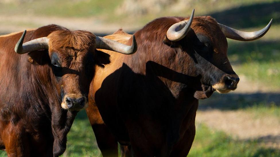 Dos de los toros de Cuadri que están reseñados para ser lidiados en Las Ventas