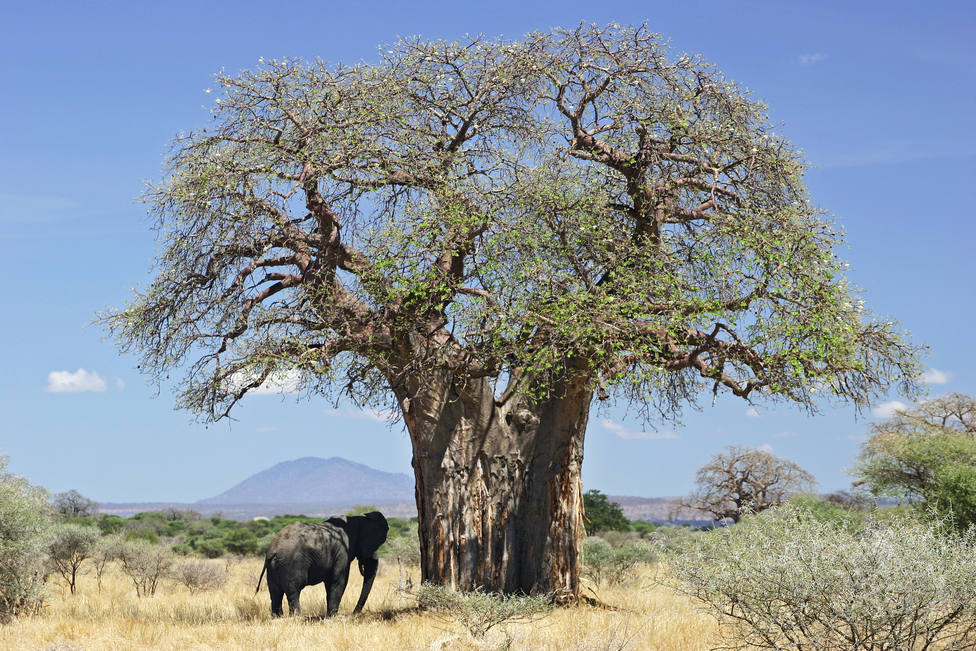 Imagen de un baobab en Tanzania